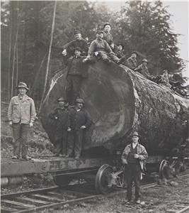 Darius Kinsey Orignal Photograph Loggers with Massive Logs on Train