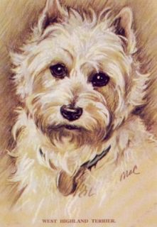 West Highland Terrier Print   Lucy Dawson   