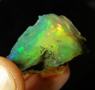 RARE Multi Color Petrified Wood Opal Gem Specimen Virgin Valley Nevada