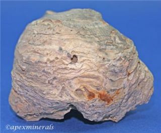 Pycnodonte Mutabilis Oyster Shell Fossil Cretaceous