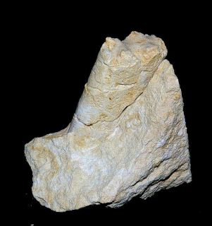 poland krasnobrod cretaceous campanian dimension 60mm