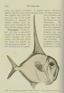 1925 FISHES~DAVID STARR JORDAN~ DJ Slipcs Book~Simular to AQUATIC