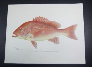 Denton Antique 1890s Fish Print Lot 2 orig  RED SNAPPER & Adirondack