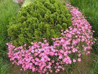 S048 Dianthus chinensis Carnation Heirloom Sweet William Mixed 1000