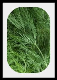 dill bouquet 65 days 3 ft plant with strongly aromatic foliage stems