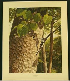 Ray Harm Downey Woodpecker 24x20 Signed Limited Edition Print Never
