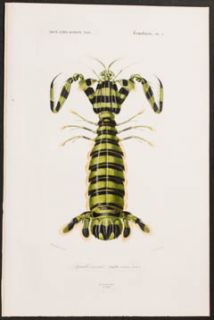  Giant Mantis Shrimp 5 1849 Dictionnaire Universel Engraving