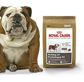 Royal Canin Medium Breed Bulldog 24 Dog Food 30lb New