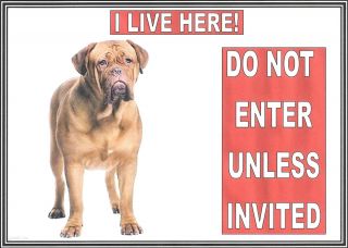 New LM Ted I Live Here do not Enter Dogue de Bordeaux