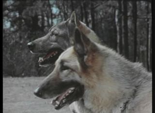 Military Dog Scout Dog Training K9 Film Collection DVD