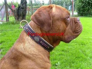 new braided nappa padded leather collar for dogue de bordeaux