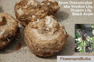 Voodoo Lily aka Dragon Lily or Dragon Arum Arum Dracunculus Flower