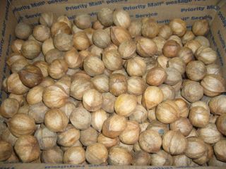 12 lb. Box of Small Hickory Nuts