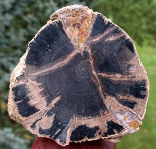 SIS Gorgeous 6 3 4 Pound Eden Valley Wyoming Petrified Wood Log