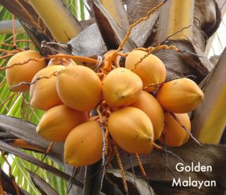 Live Plant Malayan Dwarf Golden RARE Coconut Palm Tree