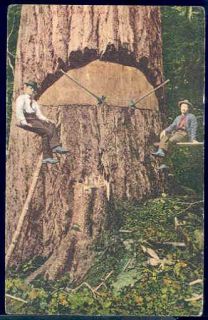 Logging Giant Douglas Fir Tree Loggers Below Cut