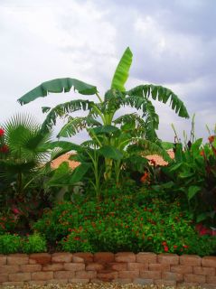 Dwarf Orinoco Banana Tree Live Plants Cold Hardy Edibles
