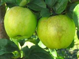  Malus Domestica “Antonovka” Tree Seeds Edible Fruit Hardy