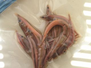 Sea Fishing Pike Fishing Preserved Red Sand Eels Bait