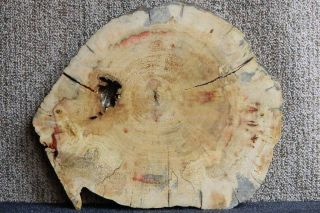 Bologna Cut Red Flame Box Elder Rustic Spalted Log Slice Lumber Slab