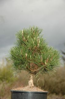 Pinus Densiflora Rata Dwarf Pine Pot Size 2 Gal