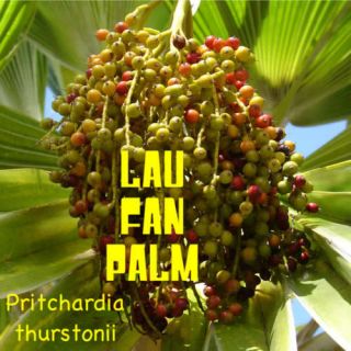 Dwarf Fiji Fan Palm Pritchardia Thurstonii Lau Palm