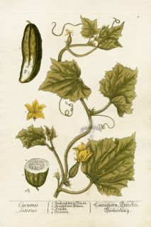 1757 ELIZABETH BLACKWELL HAND COLOR BOTANICAL CUCUMBER VINE, BLOSSOM