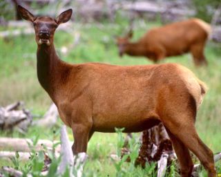 Antlerless Elk Landowners Permit For Sale New Mexico Unit 13