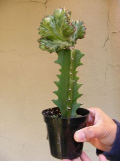 Elkhorn Euphorbia Lactea Cristata Grafted Cactus RARE