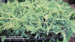 Gold Star Juniper gold tips evergreen low growing shrub 10 pk
