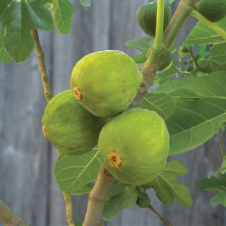 Dwarf Fig tree Desert King Ficus carica indoor outdoor seeds RARE
