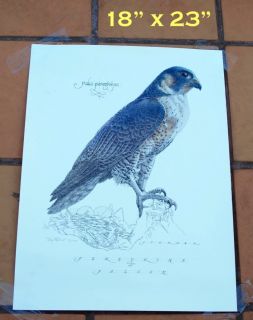  Signed & Numbered Watercolor PEREGRINE FALCON Illustration TASCO