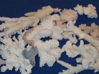 POUND OF NATURAL CORAL FISH TANK SCAPE SUPPLIES FISH OCEAN BEACH