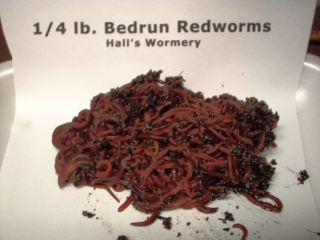 lb Live Red Worms Wigglers Fishing or Composting Free Instructions