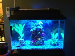  20 Gallon Fish Tank with Stand