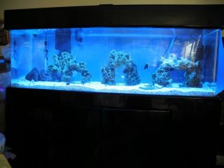   Gallon Plexi Fish Tank with Black Lacquer Stand Canopy and Sump Tank
