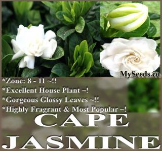  Jasmine Shrub Gardenia Flower Seeds Evergreen Container Pot