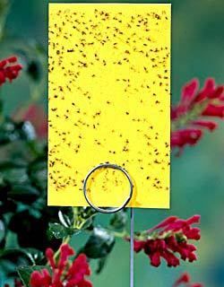 Yellow Sticky Traps Pack of 5 for Thrips Whiteflies Aphids Non Toxic