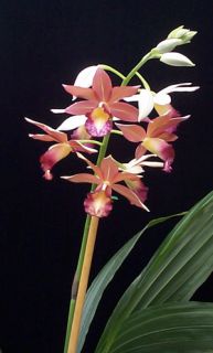 Phaius Alliance Orchid Plant Collection 4 Different Plants PHA098