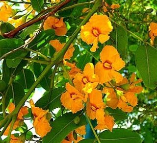 Tipuana tipu fast growing flowering tree seeds quick shade Bolivian