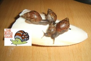 250g Special Adult Snail Food Mix Giant African Land Snails
