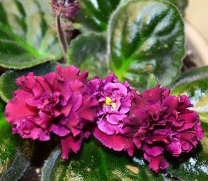  African Violet Flowering House Plant Large Beautiful Flowers