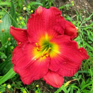 Jeune Tom Red DAYLILY DF Live Plants Perennial Flowers