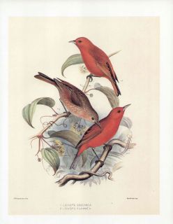 Frederick Frohawk Print Endemic Hawaiian Bird Kakawahie