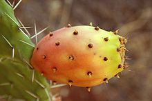 Fresh Seeds Opuntia Ficus Indica Indian Fig Opuntia Barbary Fig