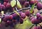 Ranetka Crabapple Fruit Tree Edible Wildlife Crab Apple