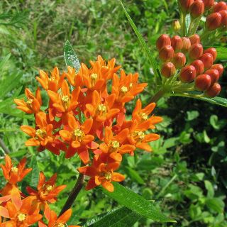 50 BUTTERFLY WEED SEEDS / PLANT / FLOWERS/ WILDFLOWERS /PERENNIAL