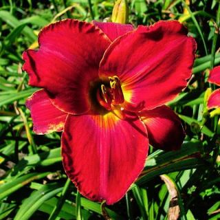 Scarlock Red DAYLILY DF Live Plants Perennial Flowers