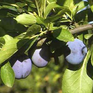 rare anatolian murdum plum 5 seeds