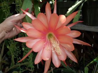 Apricot Fuchsia Epiphyllum Orchid Cactus Forever Young Cutting RARE
